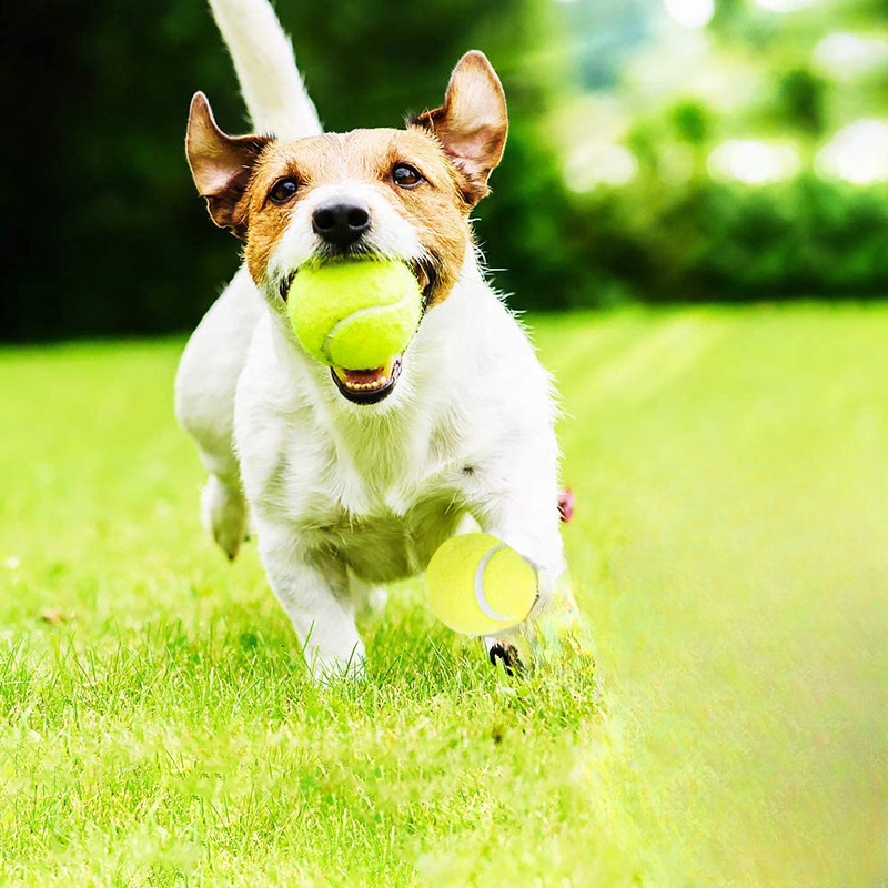 İnteraktif Çizgili Kauçuk Teni - Pet Dental Chew Toy incelemesi ve fiyatı